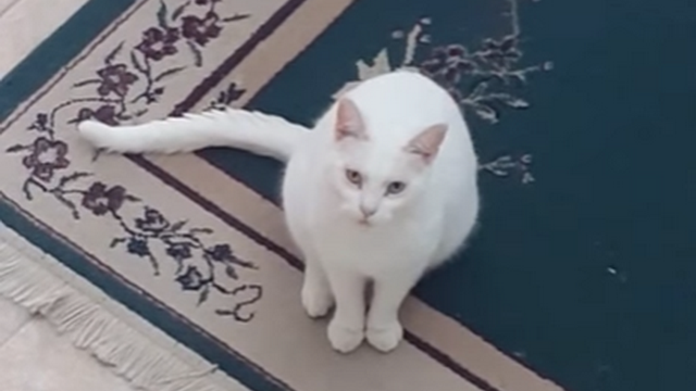 Video: Kočka umí říct 
