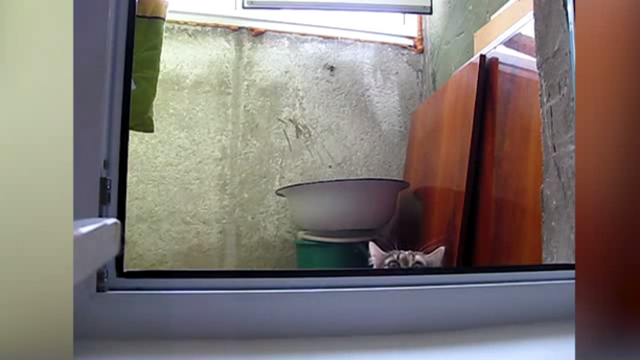 Video: Vykukující kočka