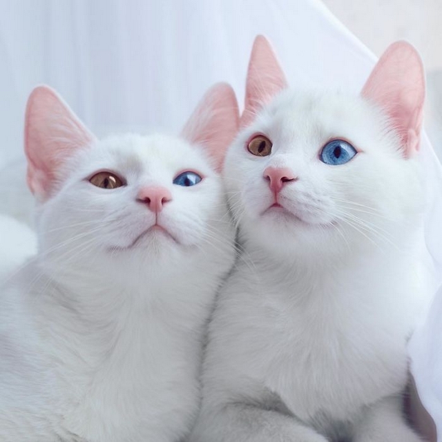 Krásná bílá kočičí dvojčata