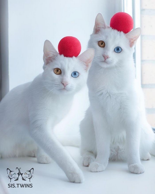 Krásná bílá kočičí dvojčata