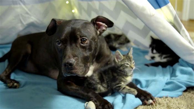 Fotočlánek: Pitbull, který se rád mazlí s koťátky