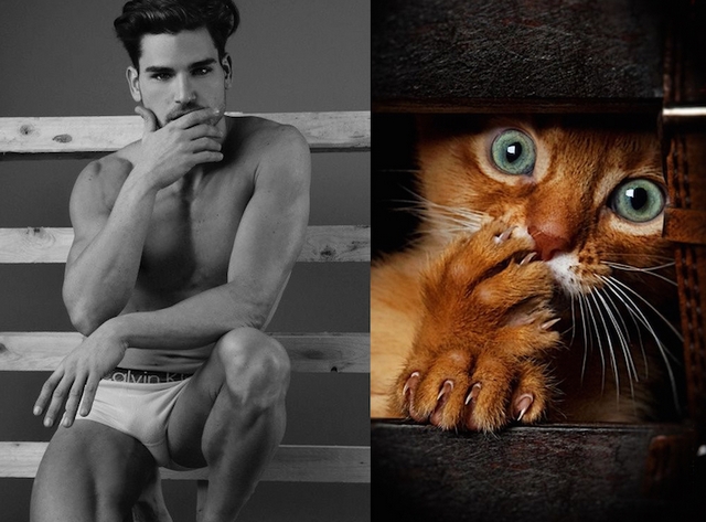 Muži versus kočky / Men vs. cats