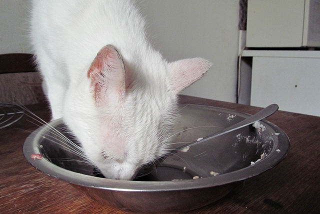Vaříme pro kočky: nákyp s játry