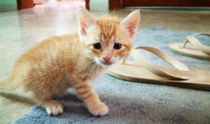 Veterinární poradna: Kotě pije, ale nepřibírá