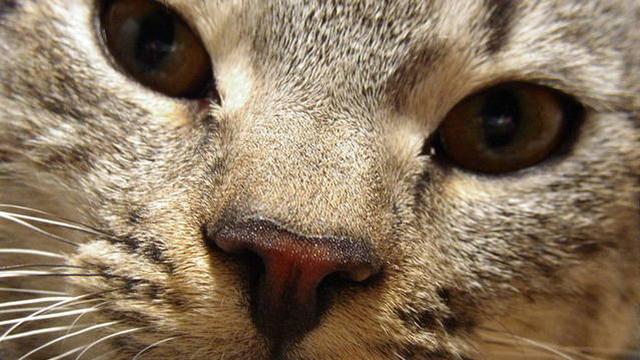 Veterinární poradna: Kočka se hodně škrábe a olizuje