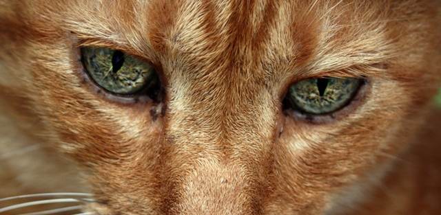 Fotočlánek: Detaily kočičích očí 2