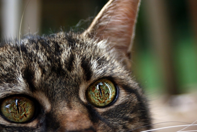 Fotočlánek: Detaily kočičích očí 2