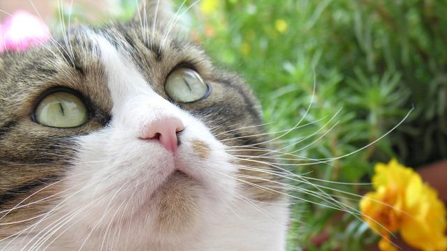 Veterinární poradna: Kašovitá stolice u kočky