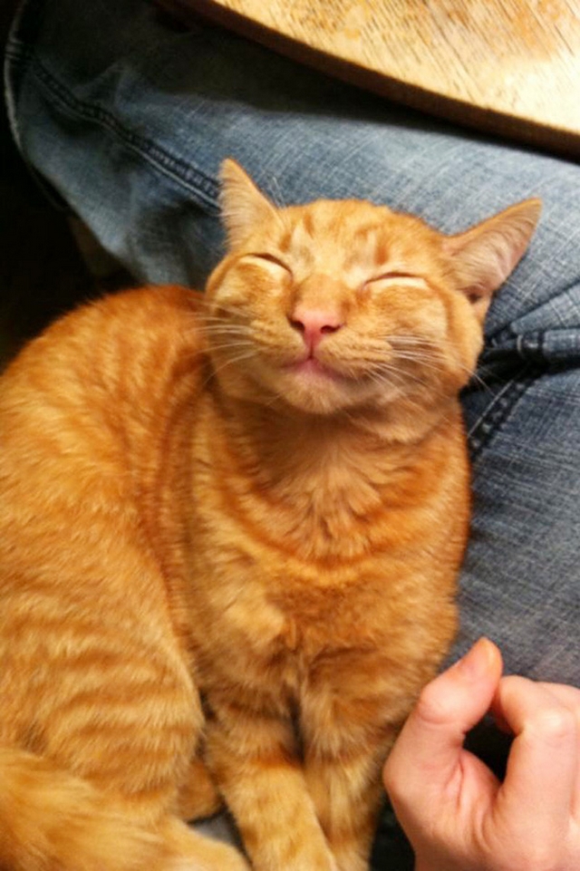 Fotočlánek: Kočičí úsměv