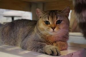 Veterinární poradna: Odtažitá kočka