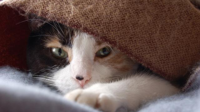 Veterinární poradna: Dá se poznat očkované kotě?