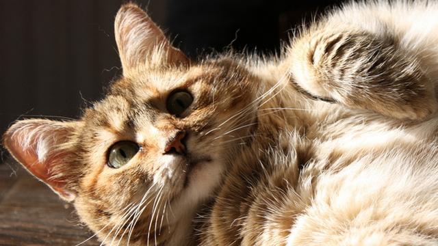 Veterinární poradna: Jak poznám, že je kočka/kocour kastrovaná/ý?