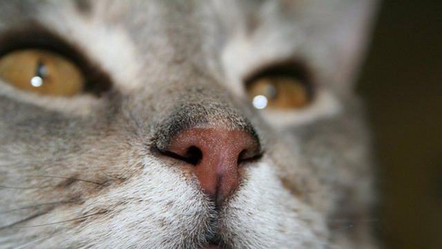 Veterinární poradna: Kočička s postvakcinační bulkou