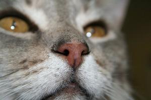 Veterinární poradna: Kočička s postvakcinační bulkou