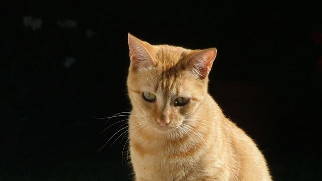 Veterinární poradna: Může se kočka nakazit žloutenkou? A jsou nemoci koček, které se u nás nevyskytují?
