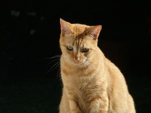 Veterinární poradna: Může se kočka nakazit žloutenkou? A jsou nemoci koček, které se u nás nevyskytují?