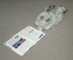 Proč kočky rády leží na novinách, které právě čtete?
