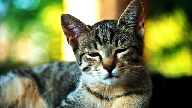 Veterinární poradna: Strach kočky z petard