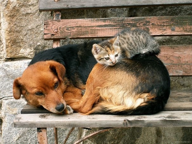 Fotočlánek: Kočky a psi
