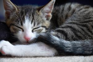 Veterinární poradna: Kotě zvrací z&nbsp;konzerv