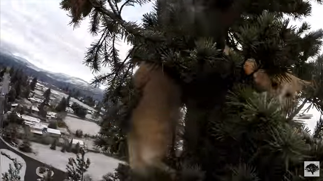 Arborista zachránil kočku uvízlou 100 stop vysoko