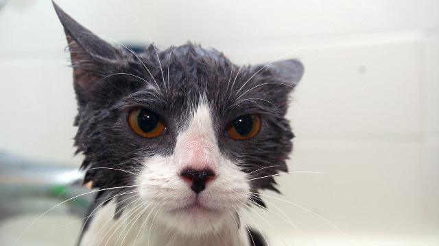 Veterinární poradna: Jak vykoupat kočku?