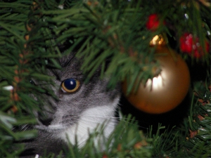 Kočka a Vánoce