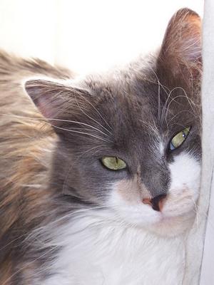 Veterinární poradna: Kočka má chronickou rýmu