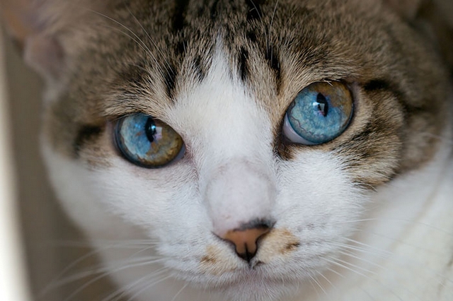 Kočka - každé oko jiné 2