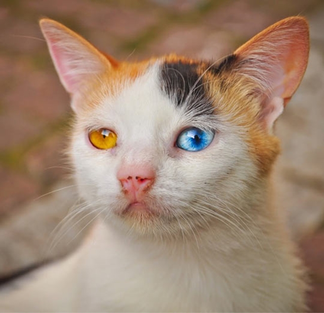 Kočka - každé oko jiné 2