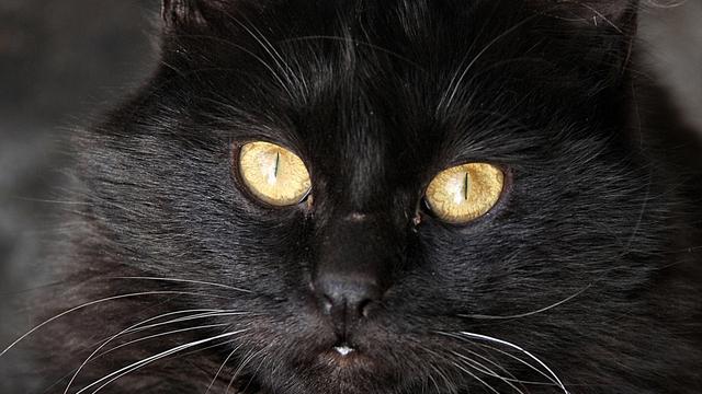 Veterinární poradna: Kočka mi nežere