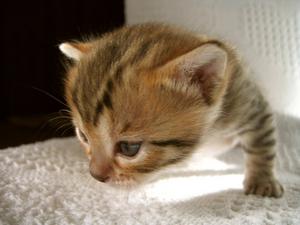 Veterinární poradna: Péče o&nbsp;kotě - očkování a&nbsp;odčervení