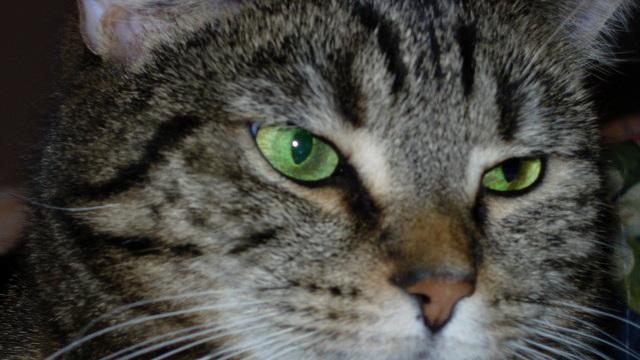 Veterinární poradna: Línání kočky