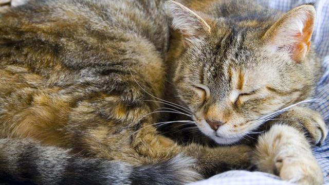 Veterinární poradna: Je možné mrouskání u nakryté kočky?