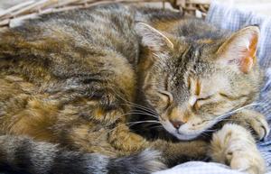 Veterinární poradna: Je možné mrouskání u&nbsp;nakryté kočky?