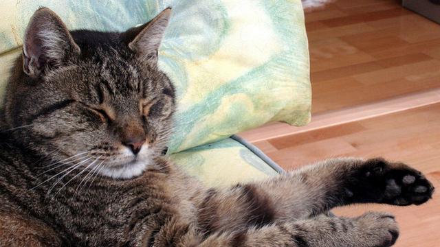 Veterinární poradna: Kočička se mrouská, ale kocour o ni nejeví zájem