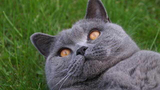 Veterinární poradna: Může být kočka neplodná?