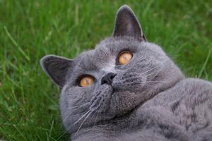 Veterinární poradna: Může být kočka neplodná?