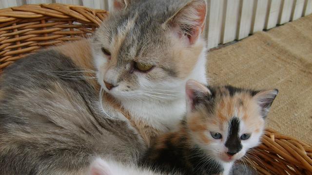 Veterinární poradna: Vnímá kočka mateřství?