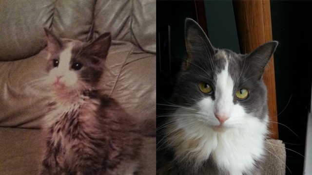 Fotočlánek: Kočky před a po adopci 2