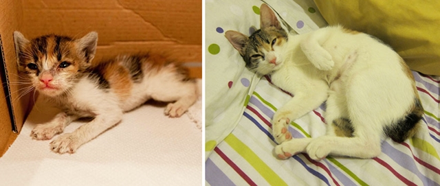 Kočka před a po adopci