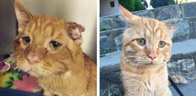 Kočka před a po adopci