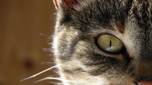 Veterinární poradna: Divné chování kočky po očkování