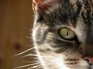 Veterinární poradna: Divné chování kočky po očkování