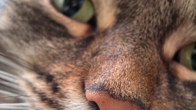 Veterinární poradna: Jak u kočky poznat březost?