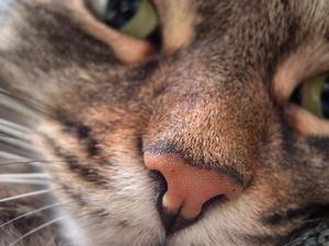 Veterinární poradna: Jak u&nbsp;kočky poznat březost?