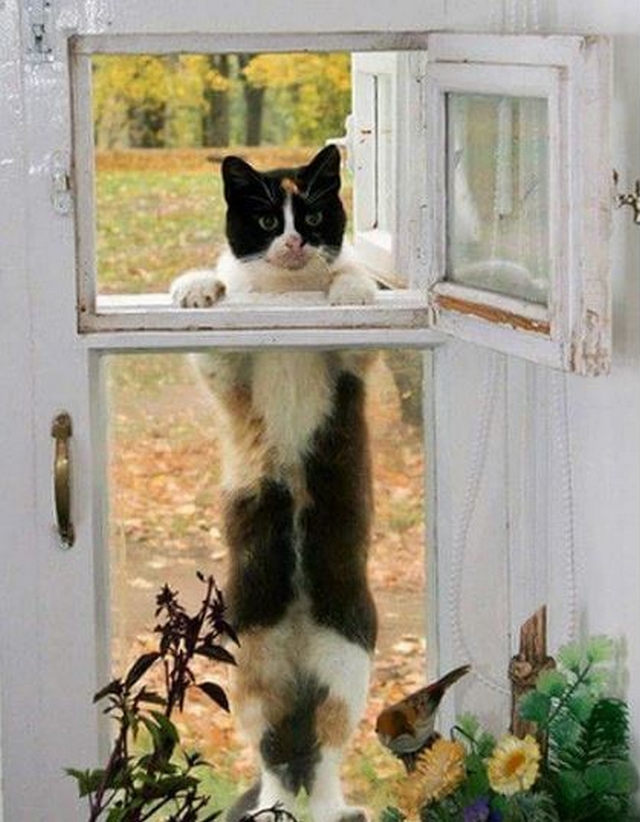 Kočičí sousedé