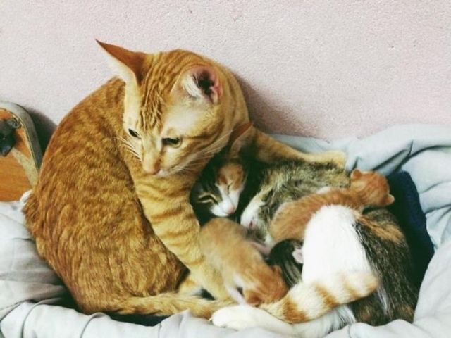 Fotočlánek: (Kočičí) Táta jak se patří