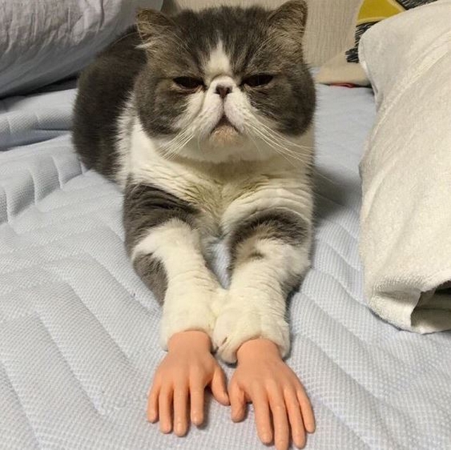 Kočka s lidskýma rukama
