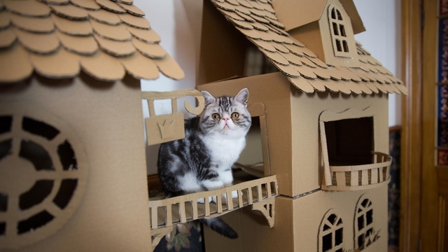 Fotočlánek: Žena postavila pro kotě celý palác!